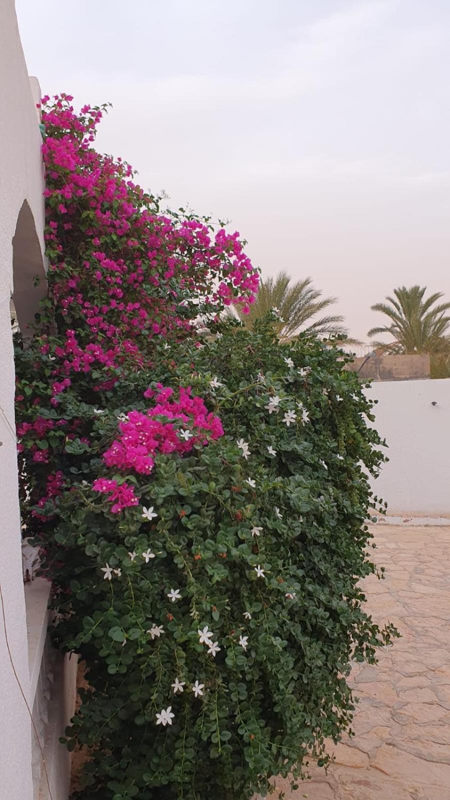 Residence Nour ドゥーズ エクステリア 写真